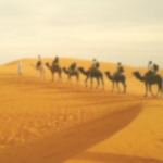 camel - Migration to Madina