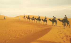 camel - Migration to Madina