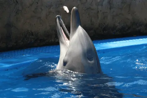 Dolphin in the water