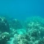 The Ocean Floor