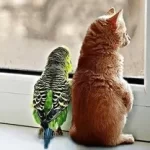 Comprehension - Animal Communication