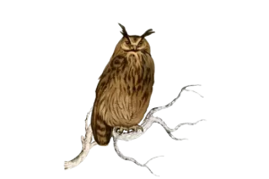 An Owl - reading comprehension