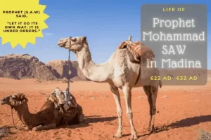 camel, desert, life in Madina