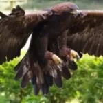eagle- golden eagle