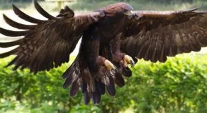 eagle- golden eagle